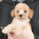 トイプードル(トイ)