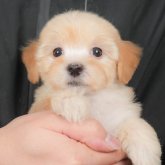 マルプー(マルチーズ×トイプードル)