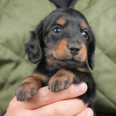 ミニチュアダックスフンド(ロング)