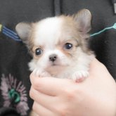 チワワ(ロング)