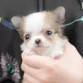 チワワ(ロング)