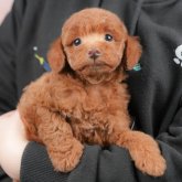 トイプードル(トイ)