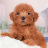 トイプードル(トイ)