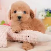 トイプードル(トイ)