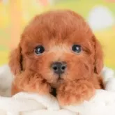 トイプードル(トイ)