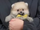 ポメラニアン【群馬県・男の子・2025年4月21日・クリームセーブル】の写真2「🐾オンライン見学実施中！即日対応も可能です♪」