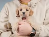 マルプー(マルチーズ×トイプードル)【群馬県・男の子・2025年4月5日・アプリコット】の写真2「🐾オンライン見学実施中！即日対応も可能です♪」