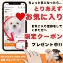ポメラニアン【群馬県・男の子・2025年8月4日・パーティー】の写真3「お気に入り登録してくれた方へ、「特別クーポン」や「お得情報」を配信中✉とりあえずお気に入り登録！」