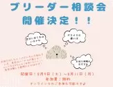 チワックス(チワワ×ダックスフンド)【群馬県・女の子・2025年6月17日・ブラック&タン】の写真3「ブリーダー相談会開催♪質問だけでも大歓迎です🐾」