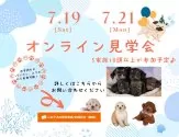 ビションプー(ビションフリーゼ×トイプードル)【群馬県・女の子・2025年5月25日・アプリコット】の写真3「7/19~21 オンライン見学会開催！お気軽にお問い合わせください✉」