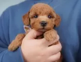 トイプードル(トイ)【群馬県・男の子・2025年3月21日・レッド】の写真4「🐾兄妹犬や他の子と一緒に！一度に複数頭の見学も可能です！希望の子がいればお伝えください🐶」
