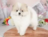 ポメラニアン【群馬県・男の子・2025年8月4日・パーティー】の写真4「🐾兄妹犬や他の子と一緒に！一度に複数頭の見学も可能です！希望の子がいればお伝えください🐶」