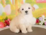 マルプー(マルチーズ×トイプードル)【群馬県・男の子・2025年8月1日・アプリコット】の写真4「🐾兄妹犬や他の子と一緒に！一度に複数頭の見学も可能です！希望の子がいればお伝えください🐶」