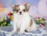 チワワ(ロング)【群馬県・男の子・2025年5月26日・ホワイト系/クリーム系】の写真4「🐾兄妹犬や他の子と一緒に！一度に複数頭の見学も可能です！希望の子がいればお伝えください🐶」