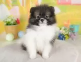 ポメラニアン【群馬県・男の子・2025年7月25日・パーティー】の写真4「🐾兄妹犬や他の子と一緒に！一度に複数頭の見学も可能です！希望の子がいればお伝えください🐶」
