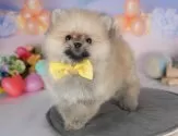 ポメラニアン【群馬県・男の子・2025年4月21日・クリームセーブル】の写真5「2024年度お客様評価で群馬県No.1👑群馬県で口コミを頂いています！」