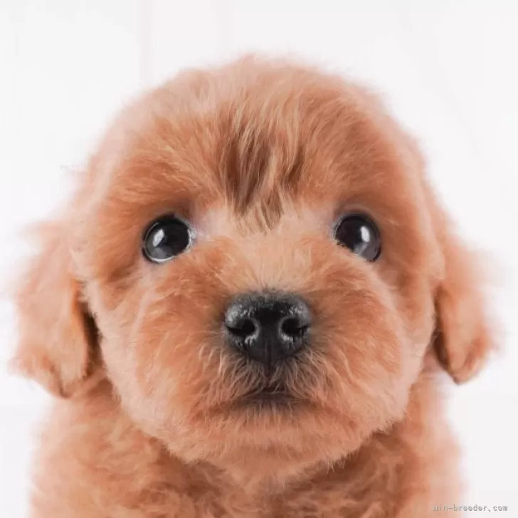 ID：2404-02050の子犬