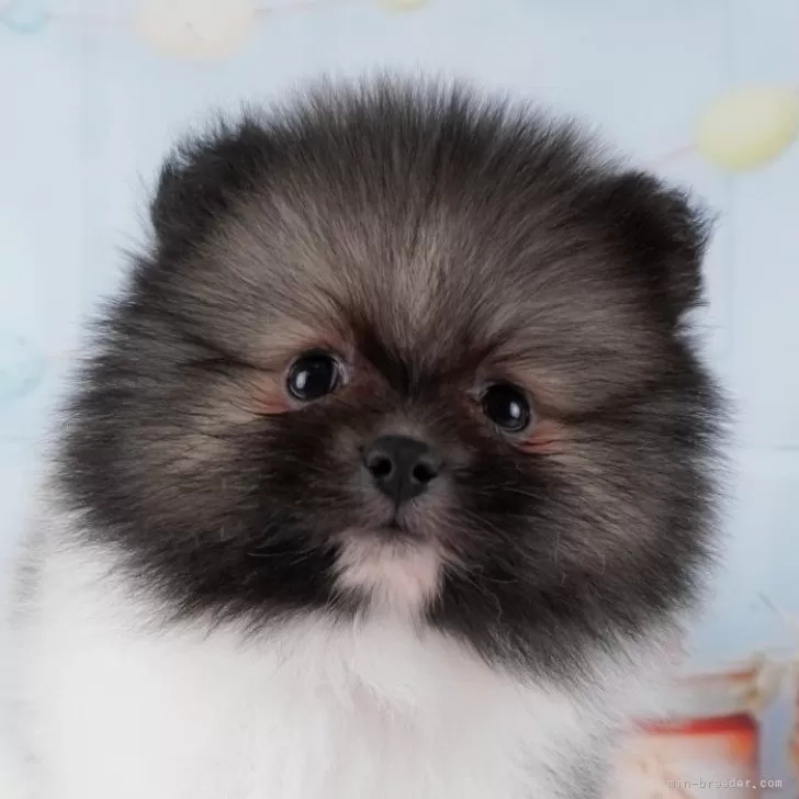 ID：2403-01427の子犬