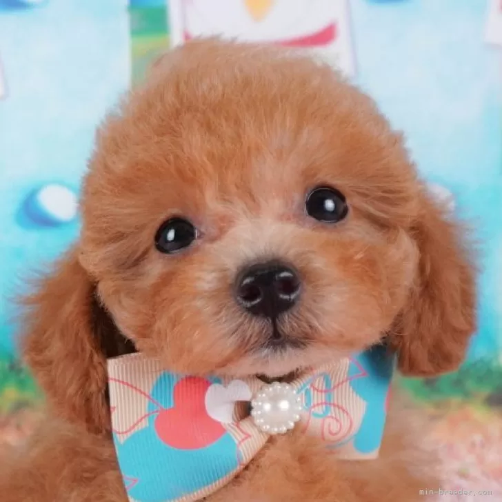 ID：2407-04678の子犬