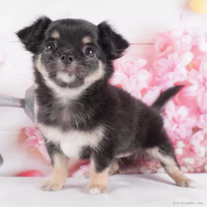 ID:2406-01105の子犬