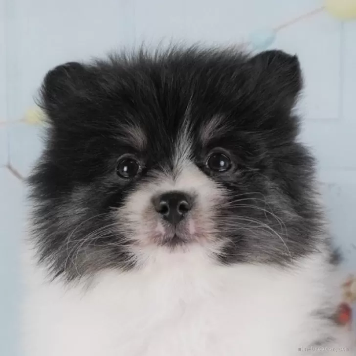 ID：2403-01413の子犬