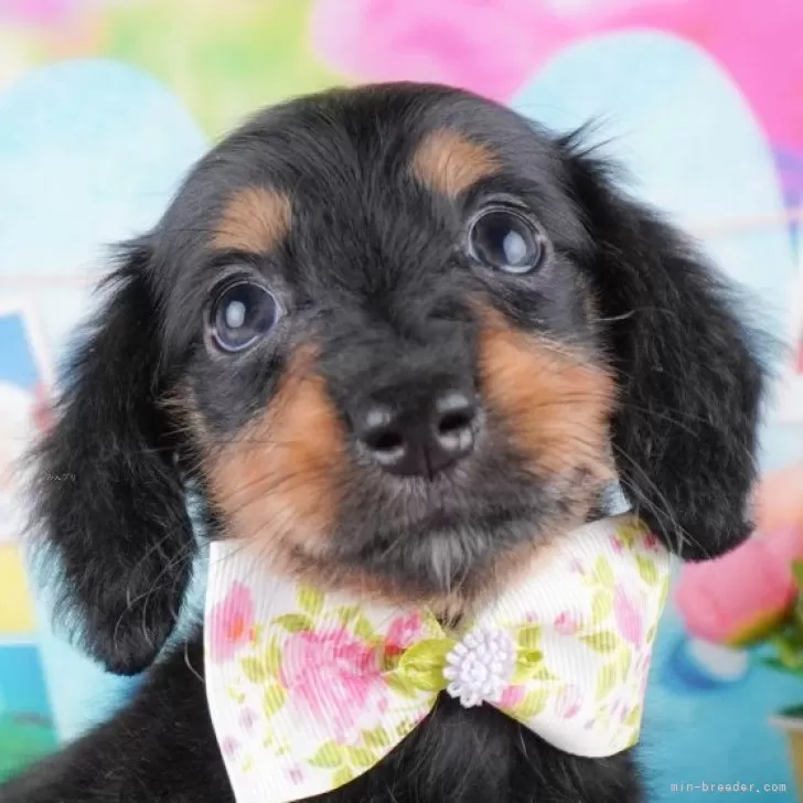 ID:2410-07831の子犬