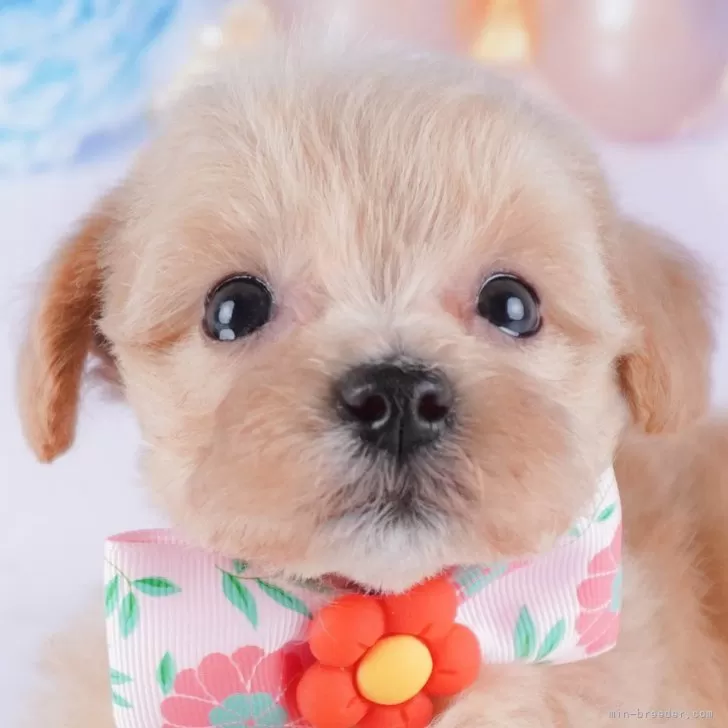 ID：2408-01734の子犬