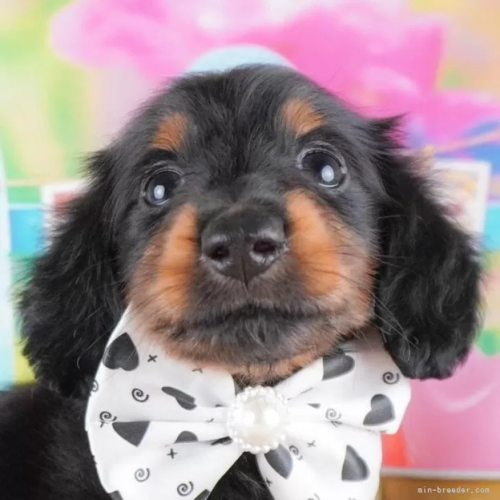 ID：2410-07832の子犬