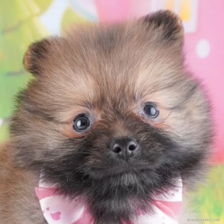 ID:2410-02252の子犬