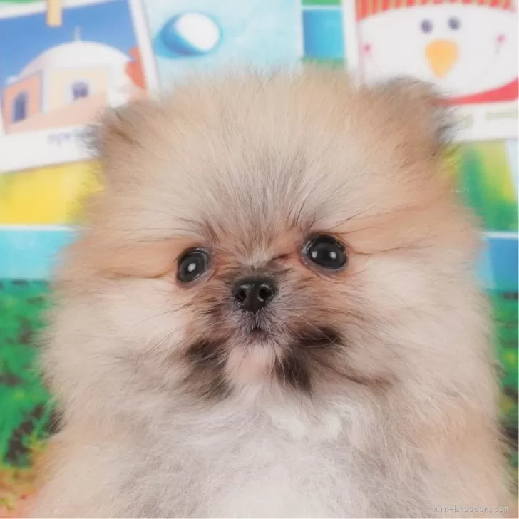 ID:2407-02240の子犬