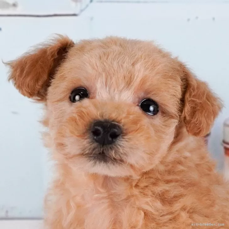 ID：2402-05073の子犬
