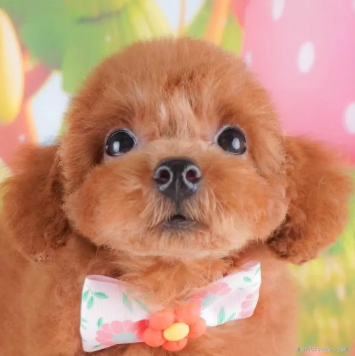 ID：2408-03563の子犬
