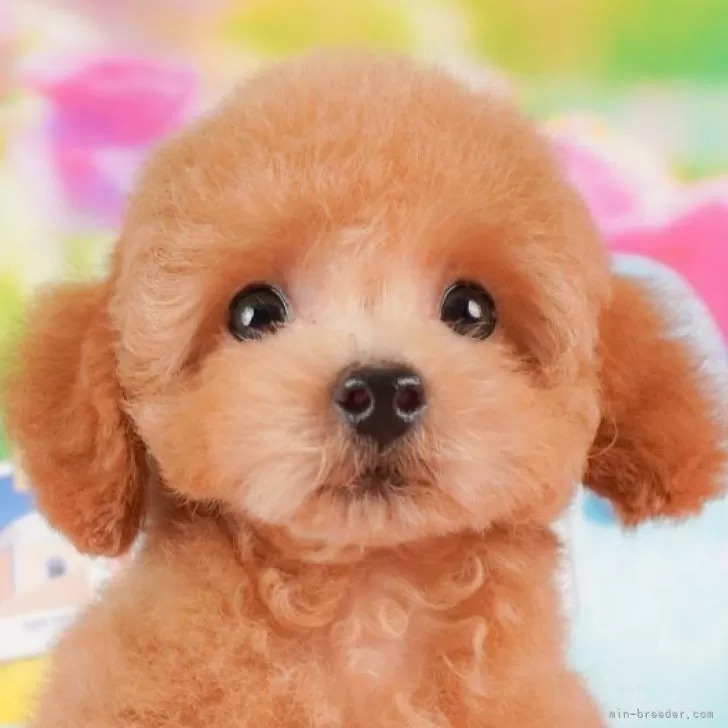 ID:2406-01081の子犬