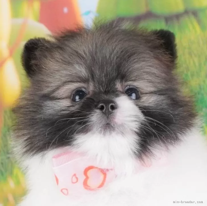 ID:2409-00959の子犬