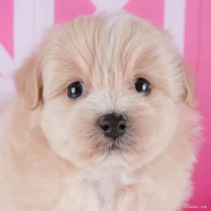 ID:2403-06153の子犬