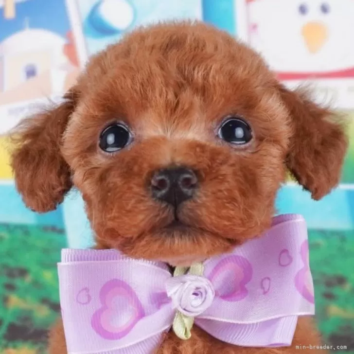 ID：2408-03562の子犬