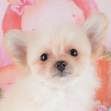 ポメプー(トイプードル×ポメラニアン)【群馬県・女の子・2024年2月11日・クリーム】の写真「大きなお耳が可愛い💓フワフワ天使な女の子👼♪」