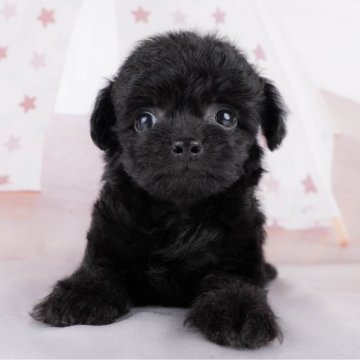 チワプー(チワワ×トイプードル)【群馬県・男の子・2024年2月19日・ブラック】の写真「まんまるお目目が可愛い！落ち着いた男の子🌟」