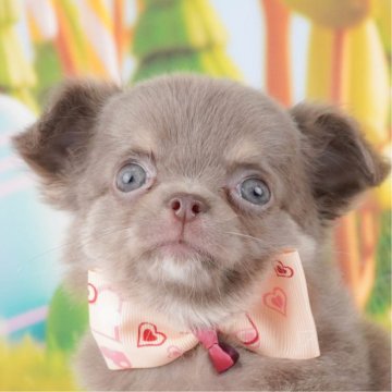 チワワ(ロング)【群馬県・女の子・2024年6月6日・イザベラタン】の写真「マイクロチップ装着済み！ワクチン代込みの価格です✨」