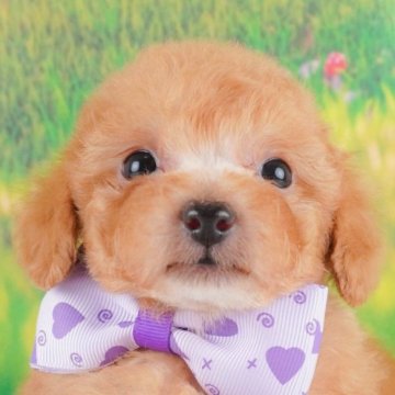 トイプードル(タイニー)【群馬県・男の子・2024年7月24日・レッド】の写真「お顔が整っているイケメンな長男くん🎶」