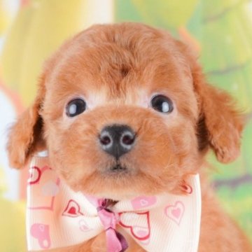 トイプードル(タイニー)【群馬県・女の子・2024年9月10日・レッド】の写真「兄妹みんな大好きな女の子💖」