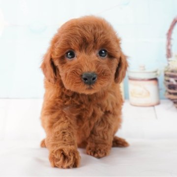 トイプードル(トイ)【群馬県・女の子・2023年12月29日・レッド】の写真「元気いっぱいわんぱくガール💖」
