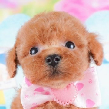 トイプードル(トイ)【群馬県・女の子・2024年9月10日・レッド】の写真「しっぽフリフリ♪陽気な女の子🐕💕」