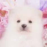 ポメラニアン【群馬県・男の子・2024年4月14日・クリーム】の写真1