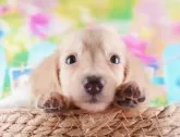 ミニチュアダックスフンド(ロング)【群馬県・女の子・2024年7月22日・イエロー】の写真2「🐾オンライン見学実施中！即日対応も可能です♪」