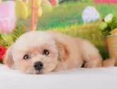 トイプードル(トイ)【群馬県・男の子・2024年5月28日・アプリコット】の写真3「生後41日🐾近隣引渡サービスでのお迎えも承っております！」