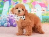 トイプードル(トイ)【群馬県・男の子・2024年5月5日・レッド】の写真3「生後67日🐾20時まで受付中♪」