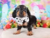 ミニチュアダックスフンド(ロング)【群馬県・男の子・2024年9月12日・ブラックタン】の写真4「🐾お父さん犬、お母さん犬の見学も可能です♪」