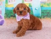 トイプードル(トイ)【群馬県・女の子・2024年7月3日・レッド】の写真4「生後40日🐾お父さん犬、お母さん犬の見学も可能です♪」