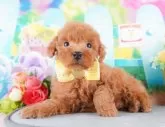 タイニープードル【群馬県・男の子・2024年9月10日・レッド】の写真5「🐾複数頭の見学も可能です！」
